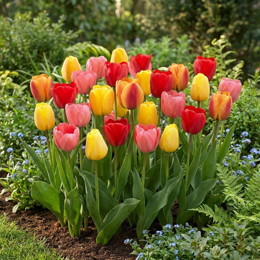 Tulip Bulbs Darwin Hybrid Mix (Tulipa)
