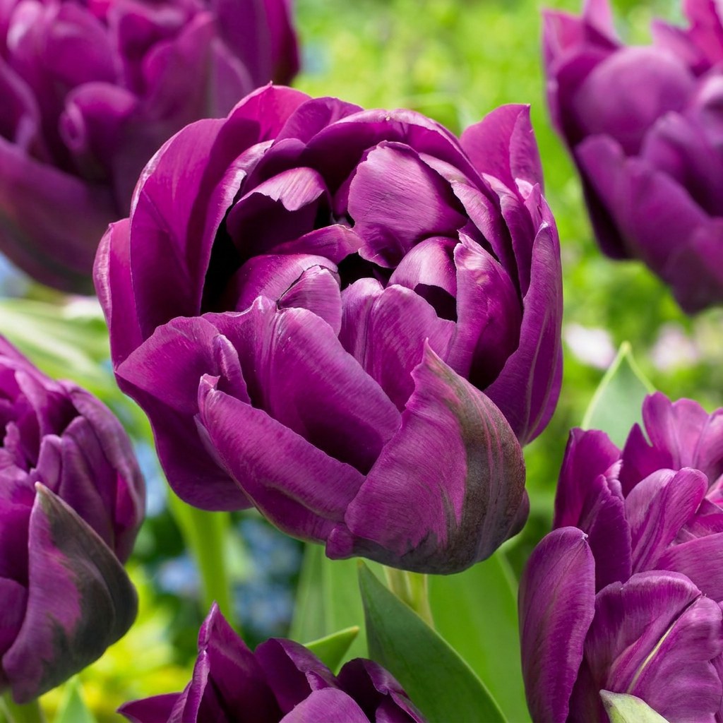 Tulpanlökar Double Lilac i blom