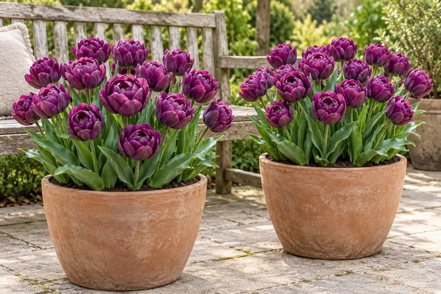 Tulpenbollen Double Lilac (Tulipa)