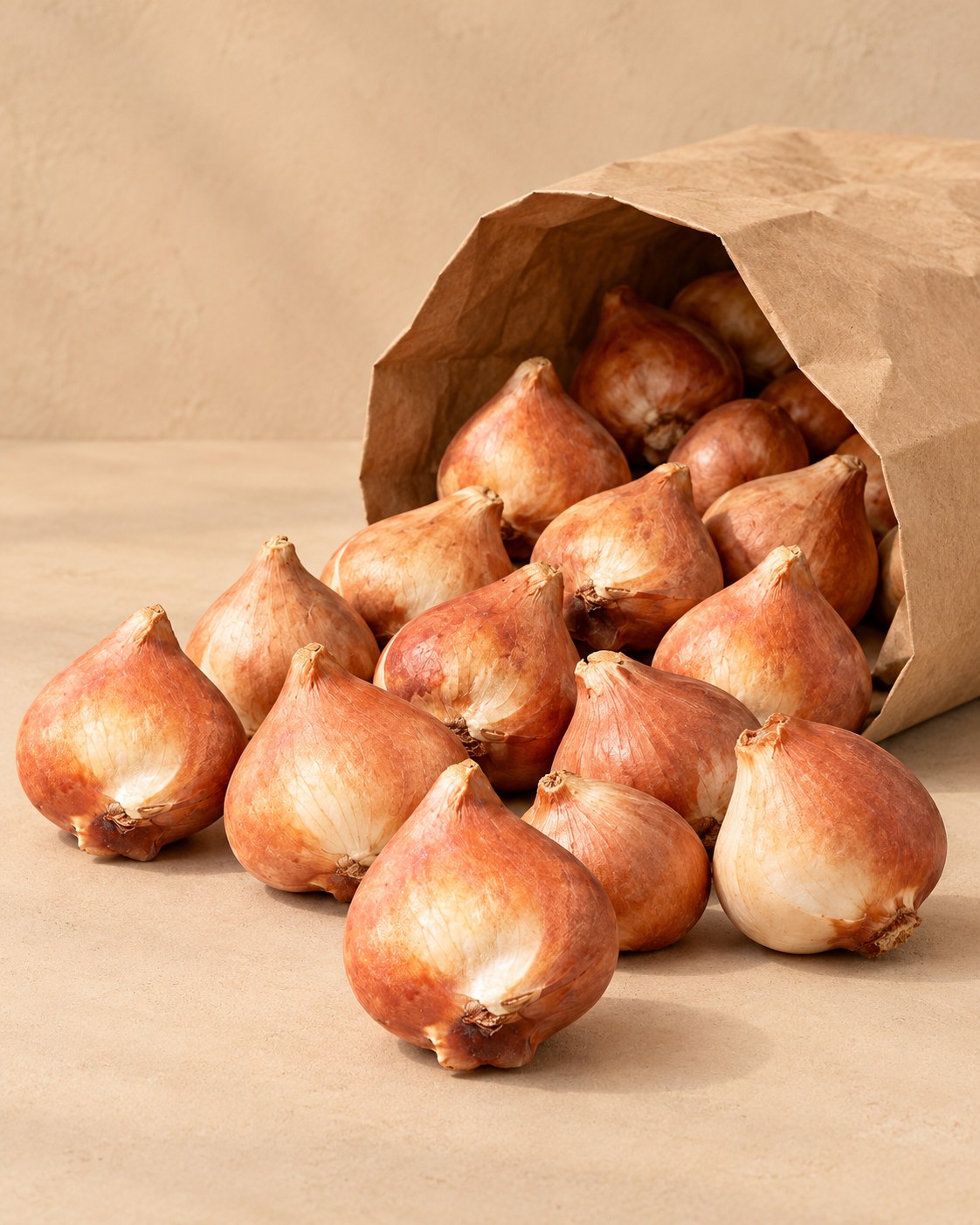 Bollen van tulpen double pink