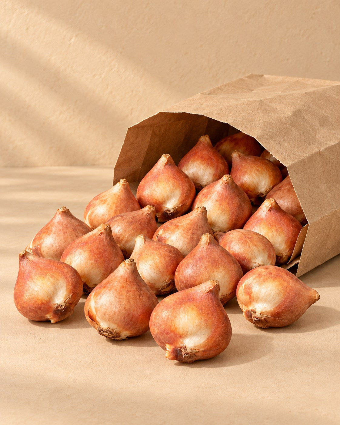 Zwiebeln von Tulpenzwiebeln Dutch Design