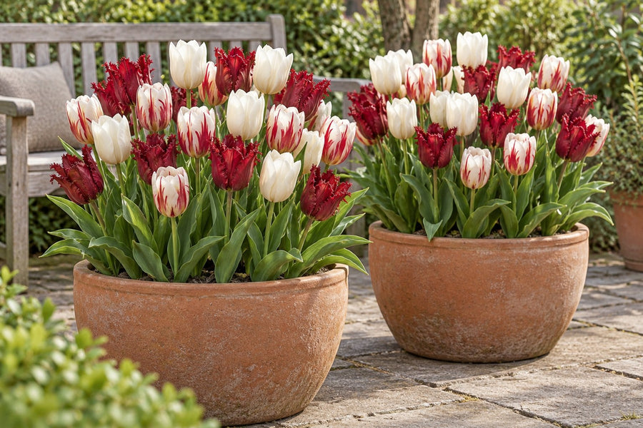 Tulpenzwiebeln Dutch Design (Tulipa)