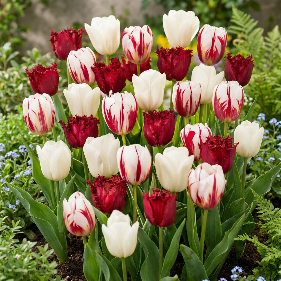 Tulpanlökar Dutch Design (Tulipa)