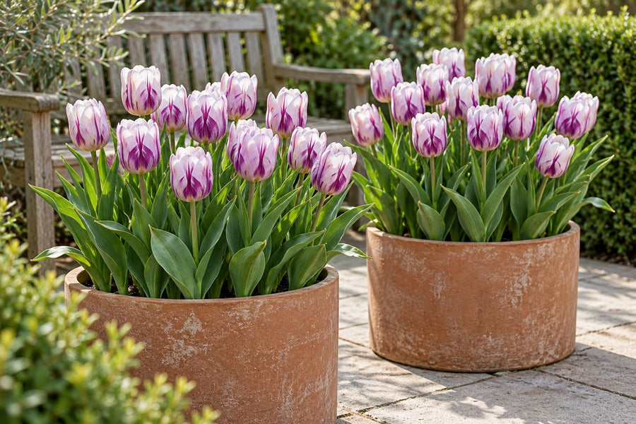 Tulpenzwiebeln Flaming Flag (Tulipa)