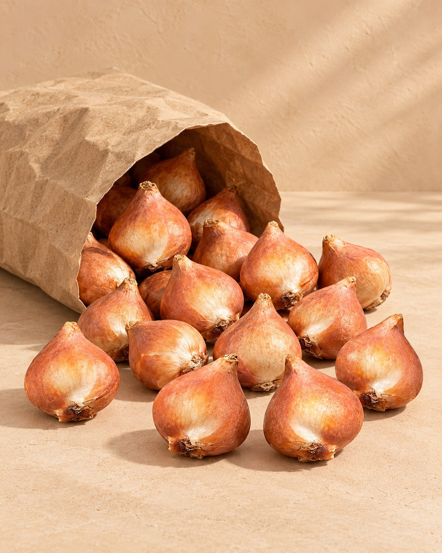 Tulpenbollen Gevulde mix (Tulipa)