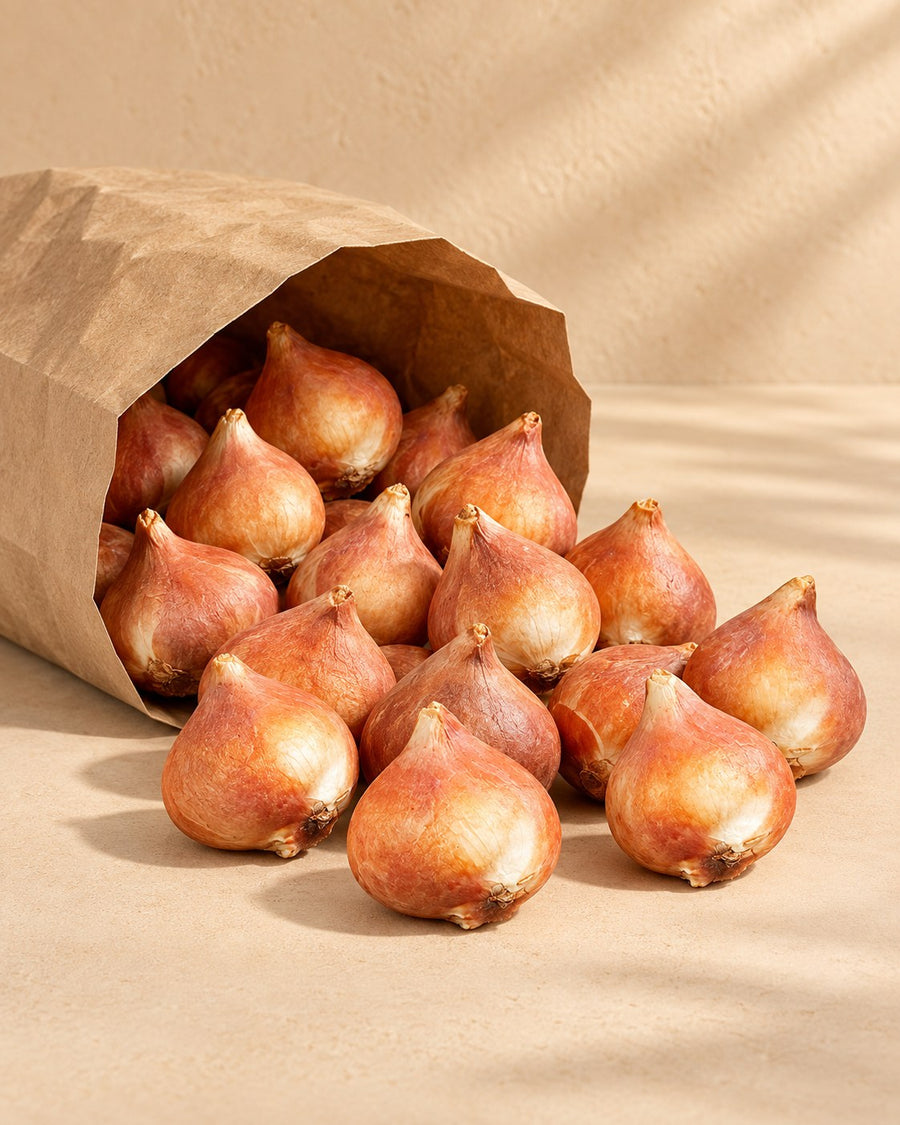 Tulpenbollen Greigii mix (Tulipa)