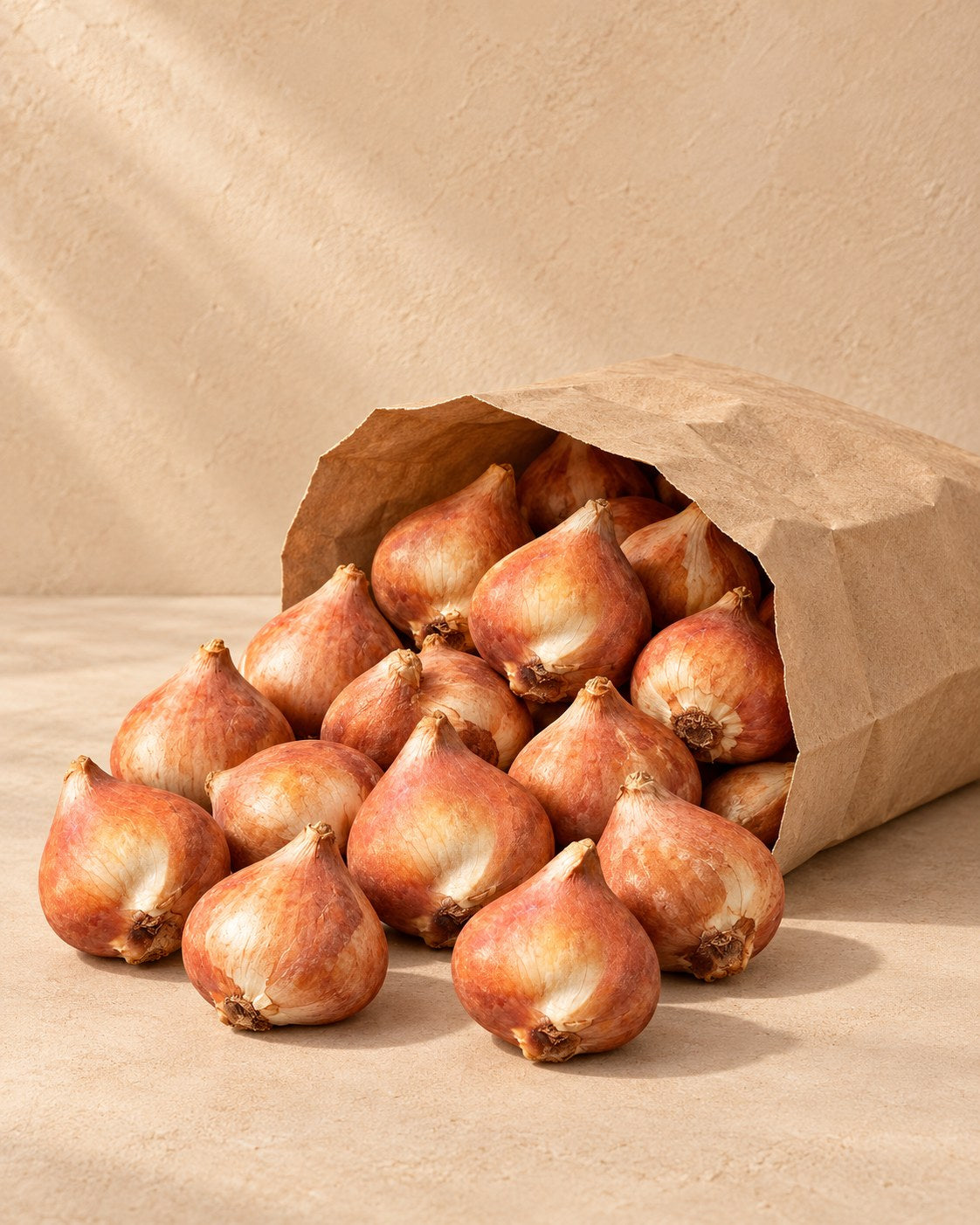 Bollen van tulpen greigii red