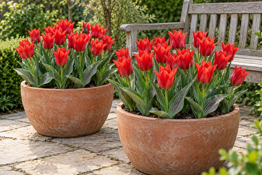 Tulpenbollen Greigii Red (Tulipa greigii)
