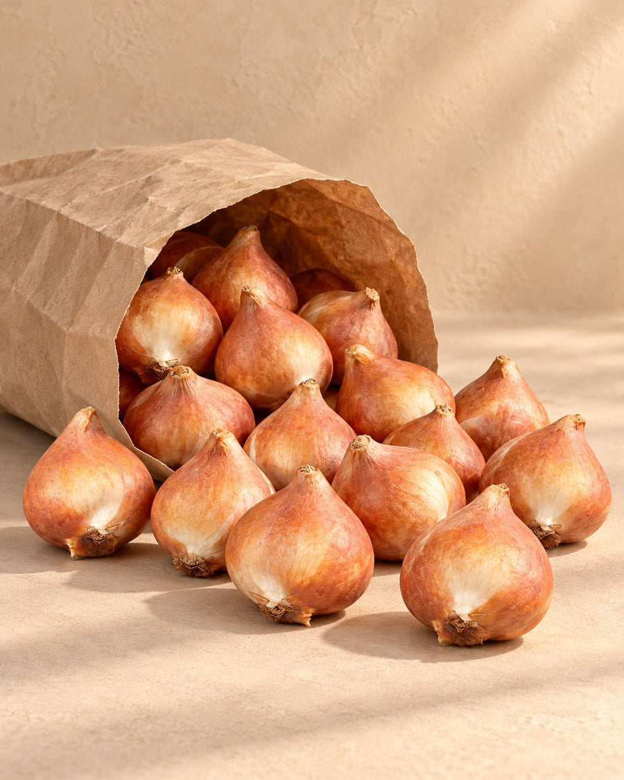 Tulpenbollen Gudoshnik Double (Tulipa)