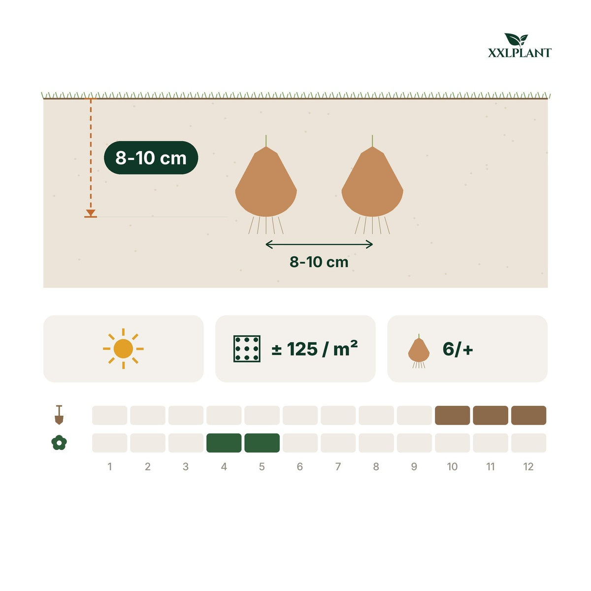 Pflanzkarte Tulpenzwiebeln Little Beauty: 8-10 cm tief, 8-10 cm Abstand