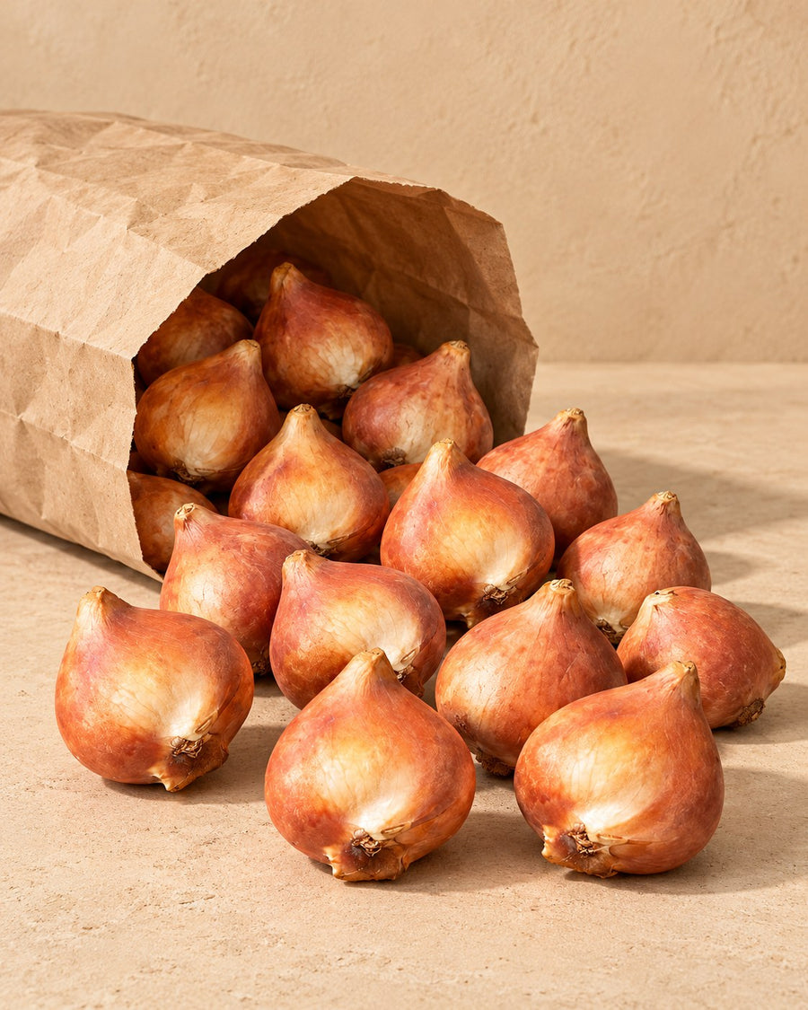 Tulpanlökar Macron mix (Tulipa)