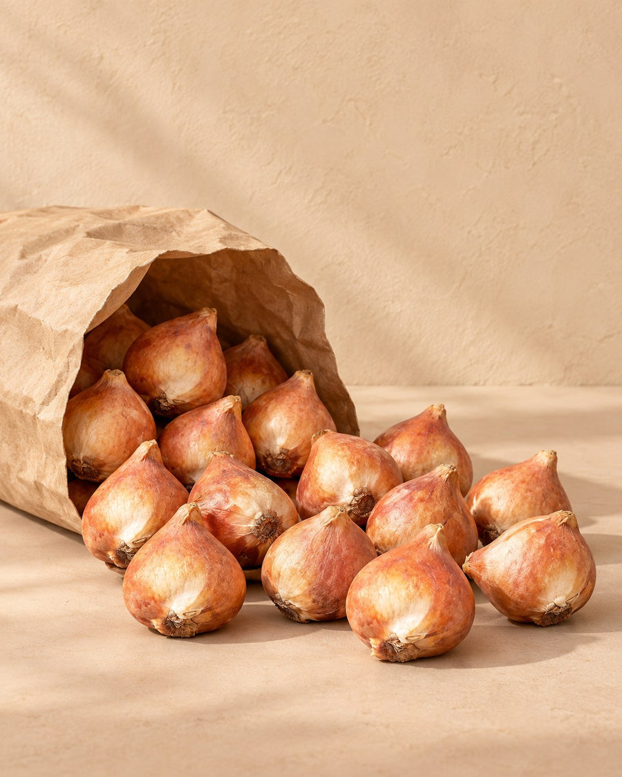 Tulpenbollen Mata Hari (Tulipa)