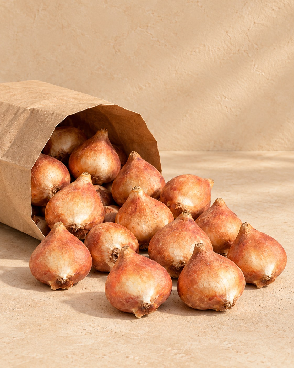 Cebulki Cebulki tulipanów My Favourite Topping