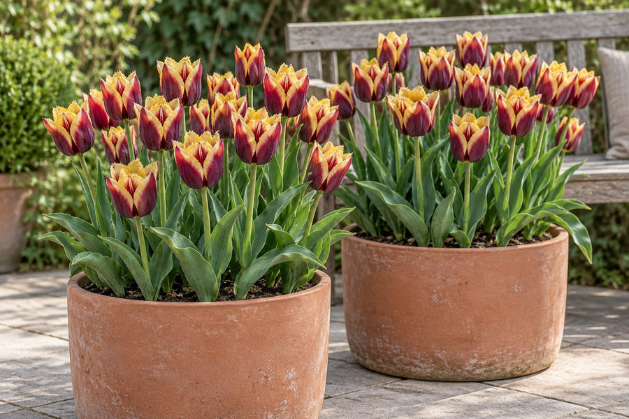 Cebulki tulipanów My Favourite Topping (Tulipa)