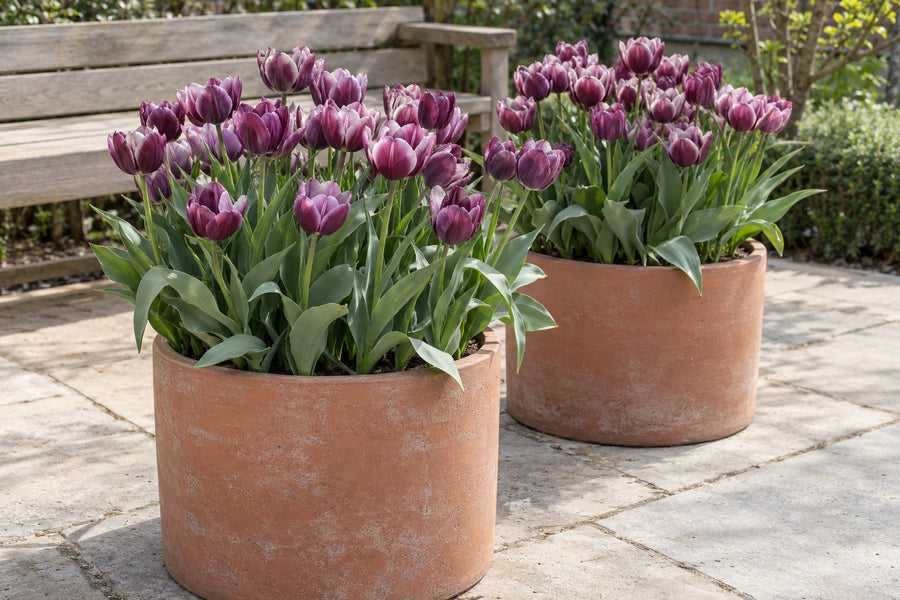 Bulbos de tulipán Persian Pearl (Tulipa)