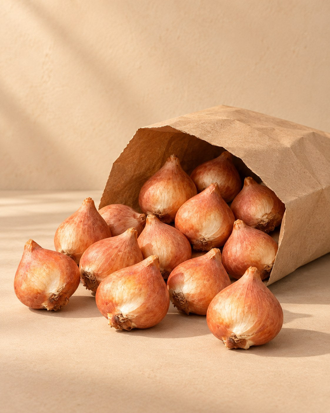 Bulbes de Bulbes de tulipes Praestans mix