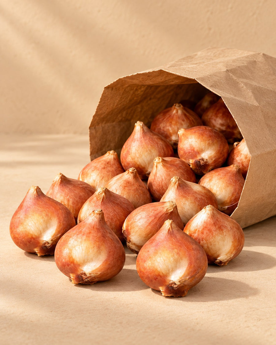 Tulpenbollen Sorbet mix (Tulipa)