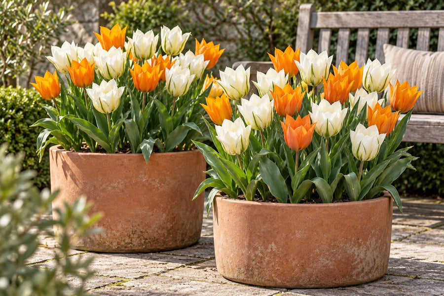 Tulpanlökar Sunbath (Tulipa)
