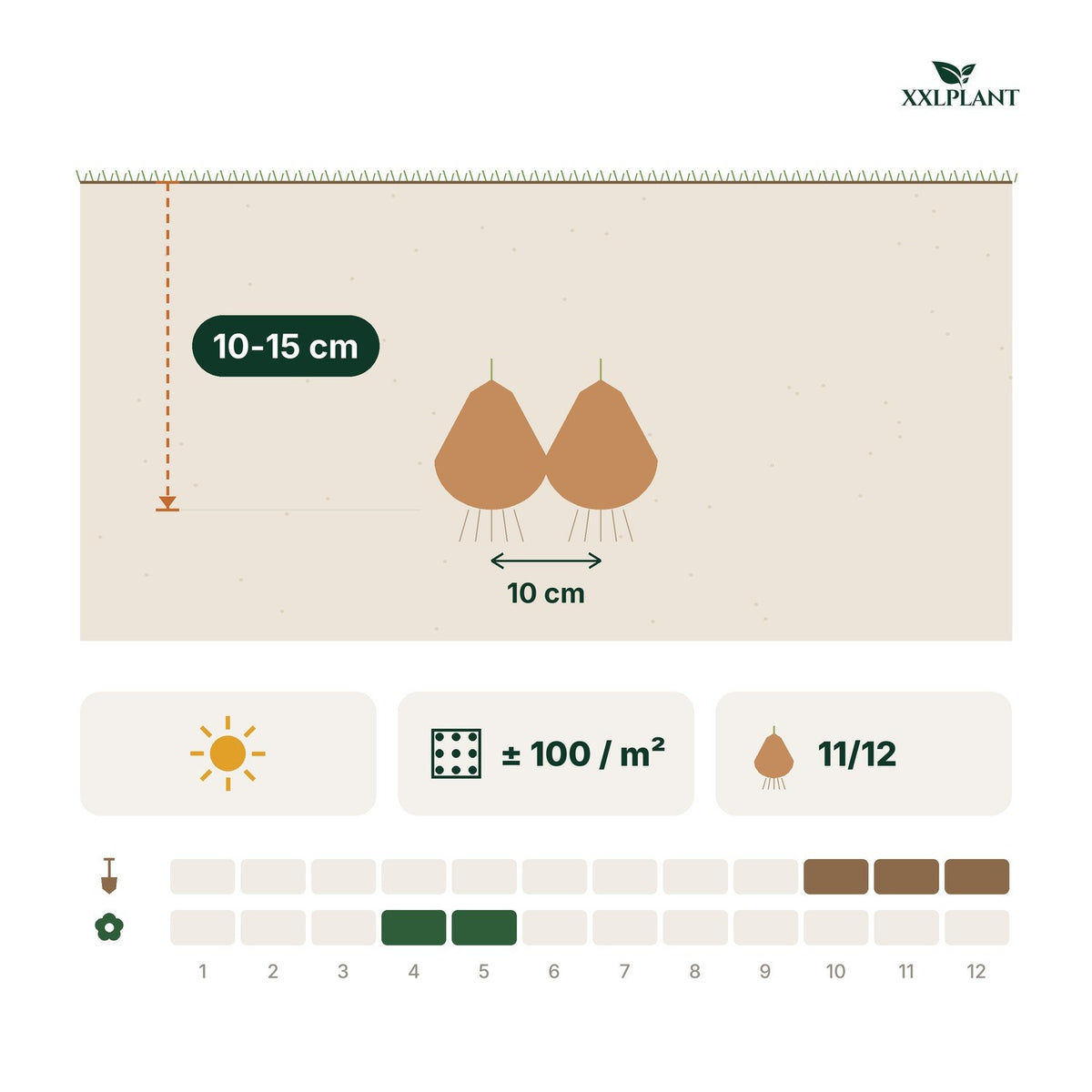 Planting card Tulip bulbs Sweet Desire mix: 10-15 cm deep, 10 cm apart