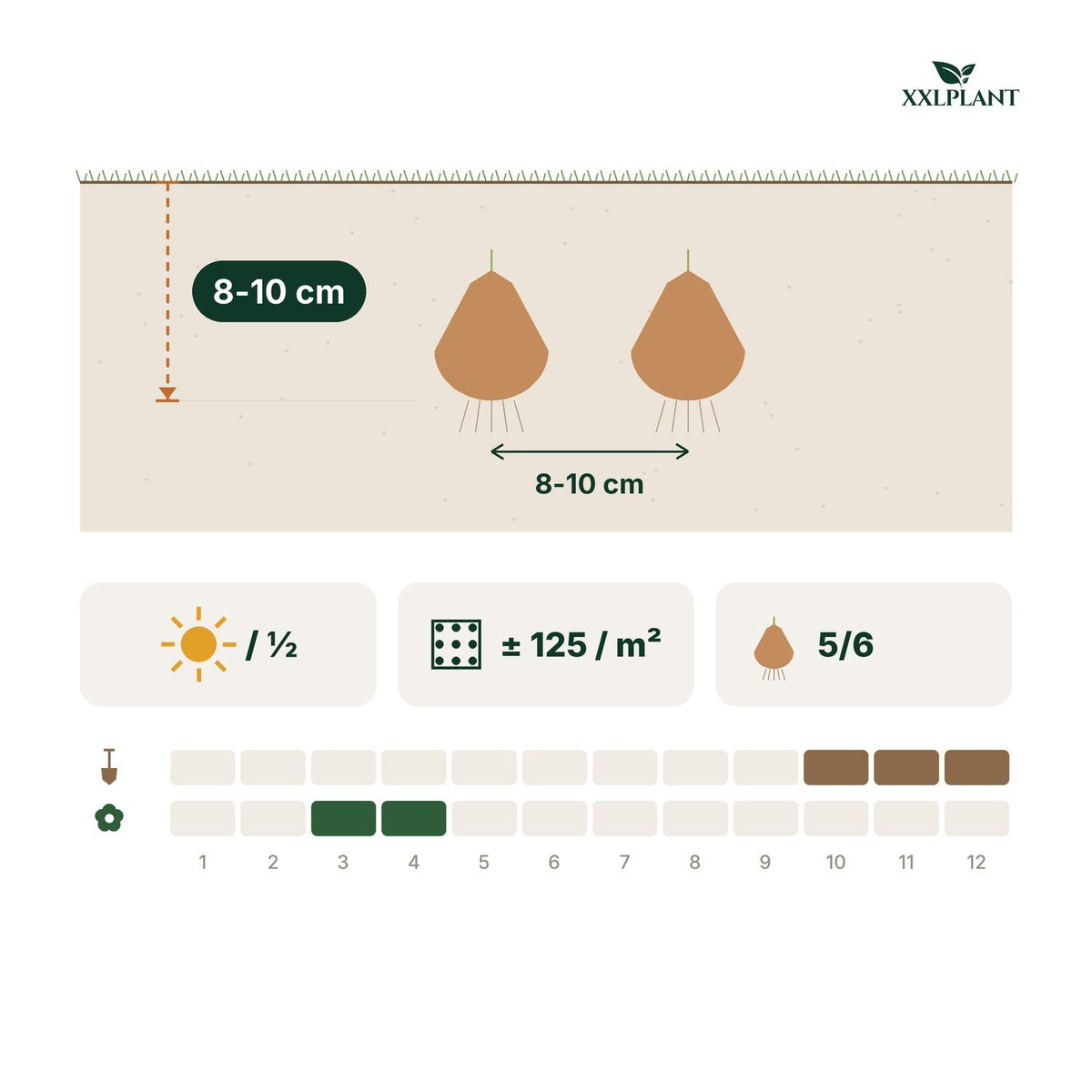 Planting card Tulip bulbs Sylvestris: 8-10 cm deep, 8-10 cm apart