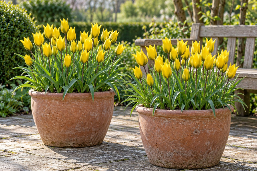 Cebulki tulipanów Sylvestris (Tulipa)