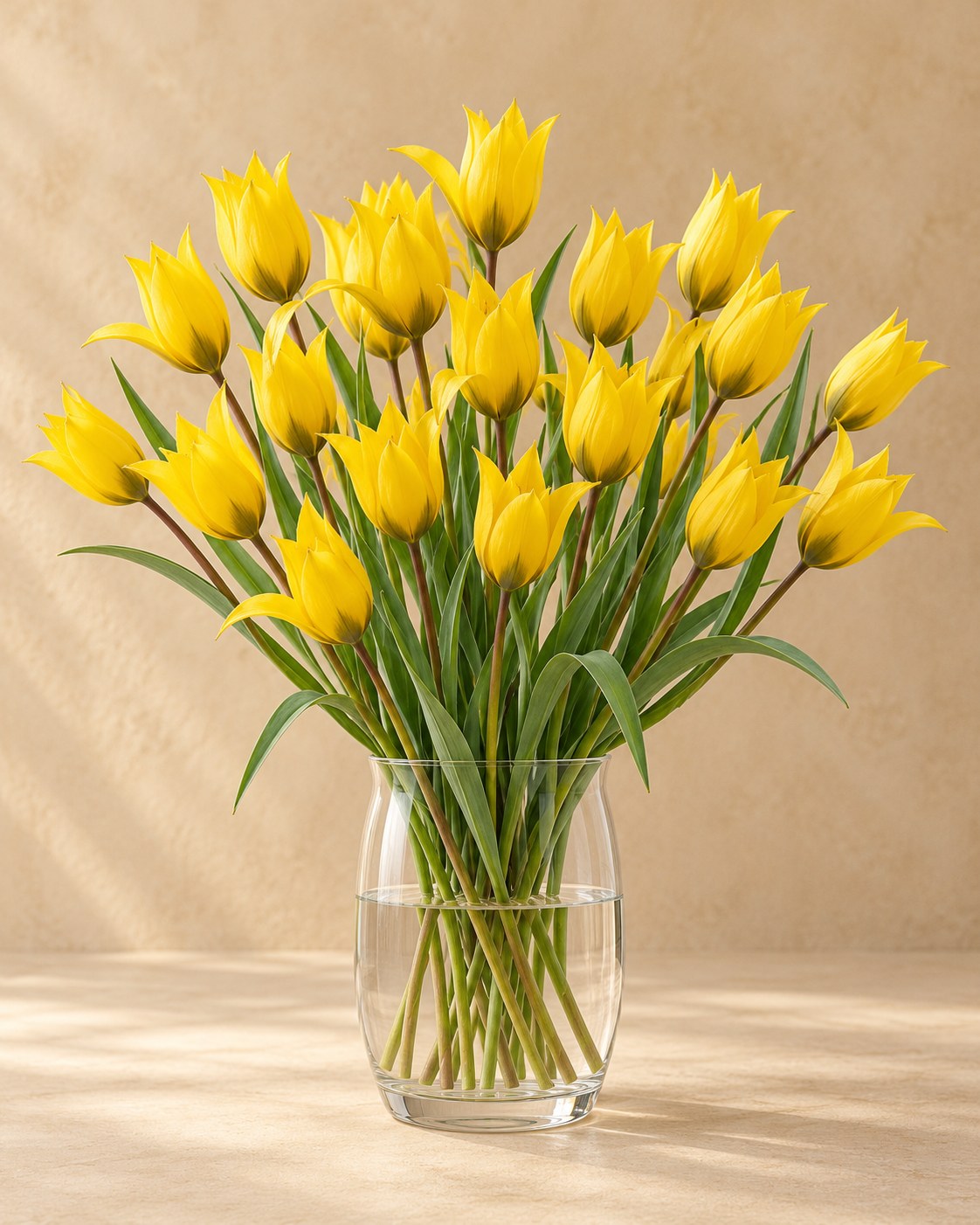 Tulpen Sylvestris in bloei in een vaas