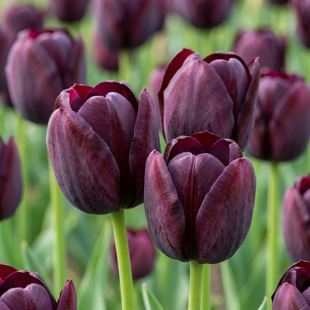 Tulip bulbs Triumph Black in flower