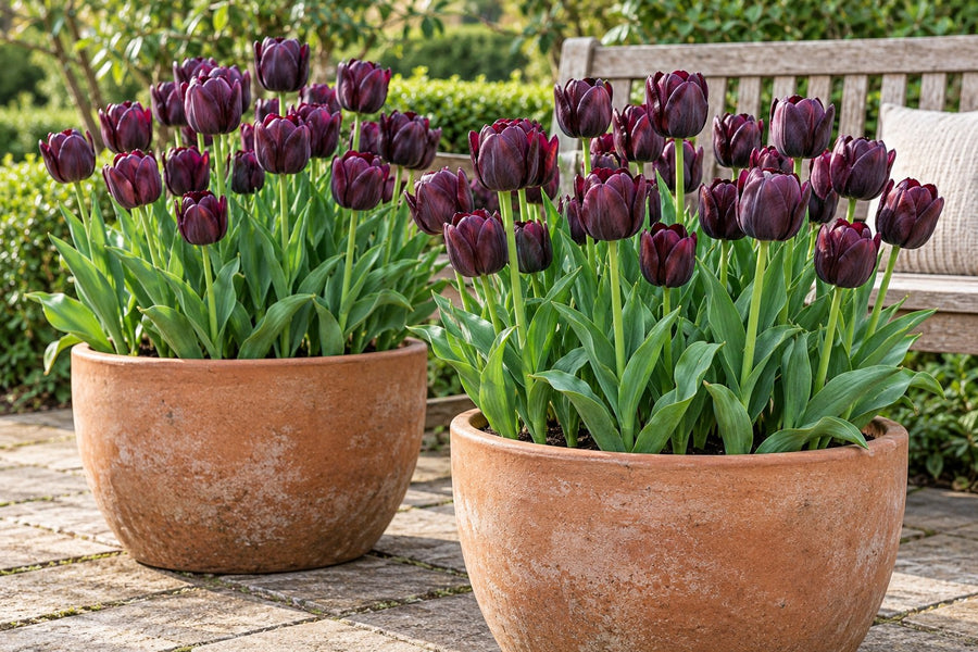 Tulpenbollen Triumph Black (Tulipa)