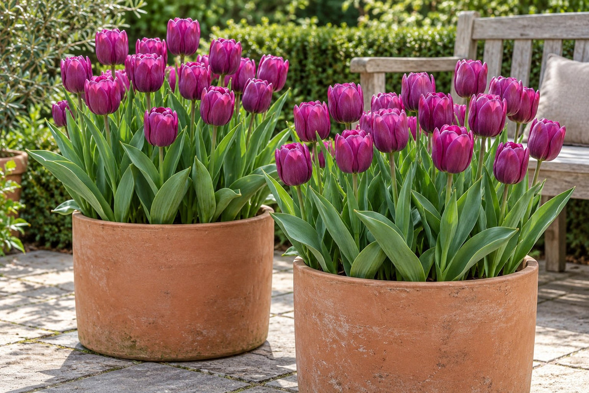Tulipanløg Triumph Purple i blomst i potter på en terrasse