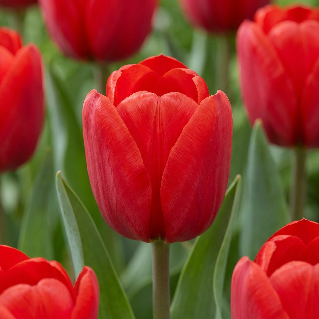 Tulip Bulbs Triumph Red in flower