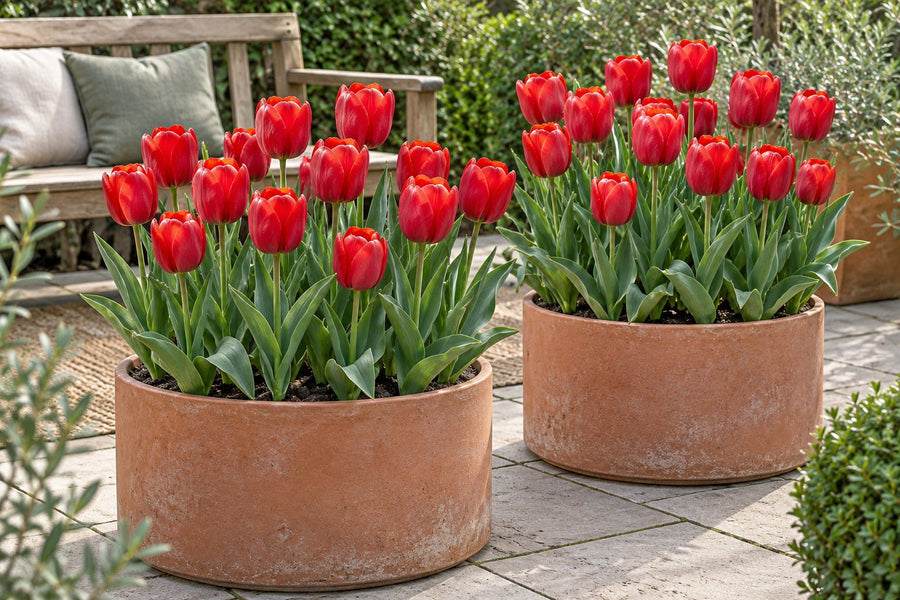 Tulpenbollen Triumph Red (Tulipa)