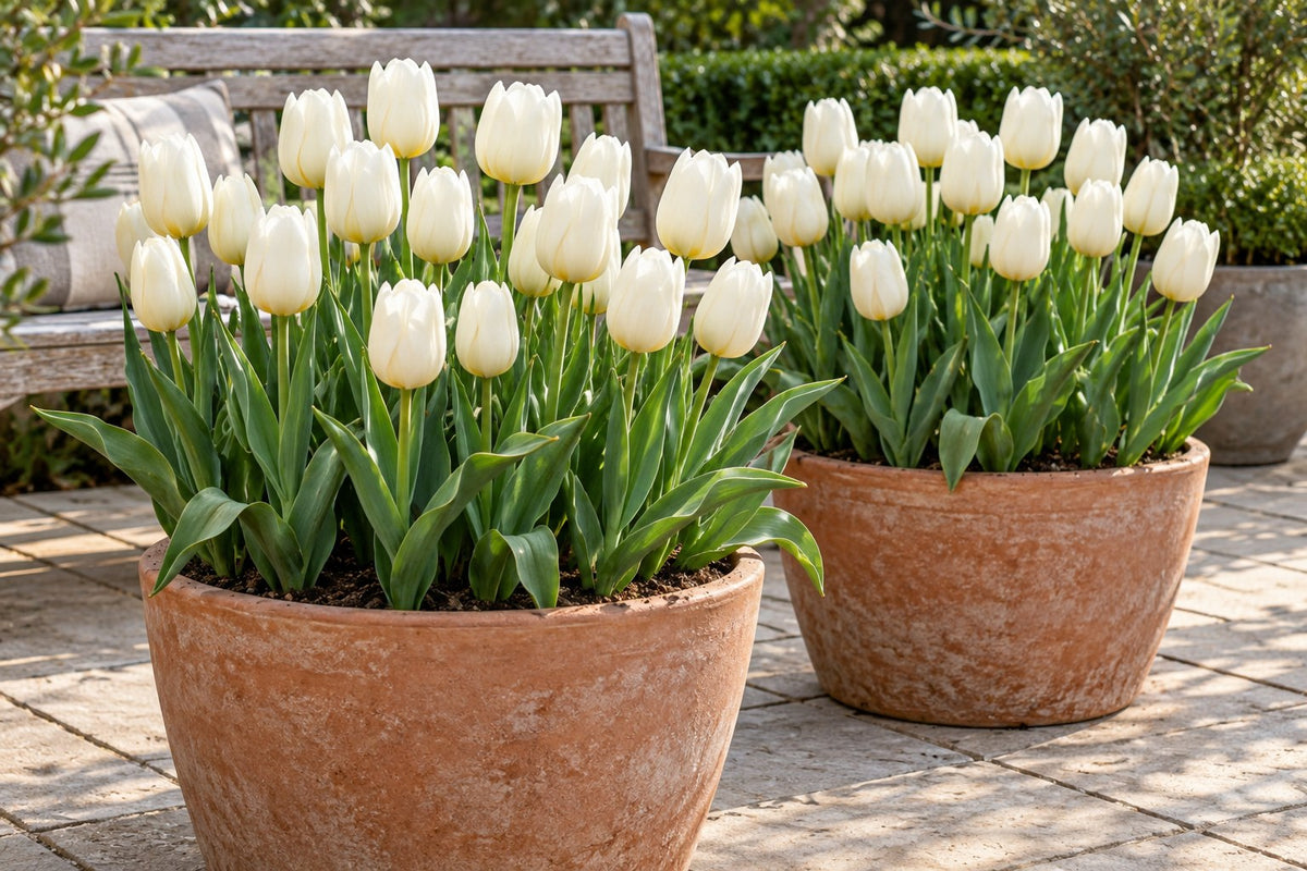 Tulpen Triumph White in bloei in potten op een terras
