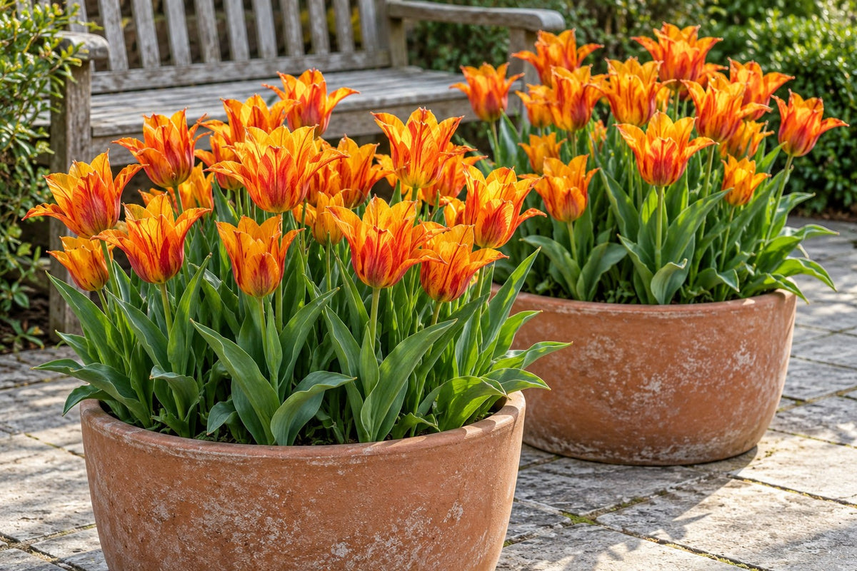 Tulipanløg Vendeeglobe i blomst i potter på en terrasse