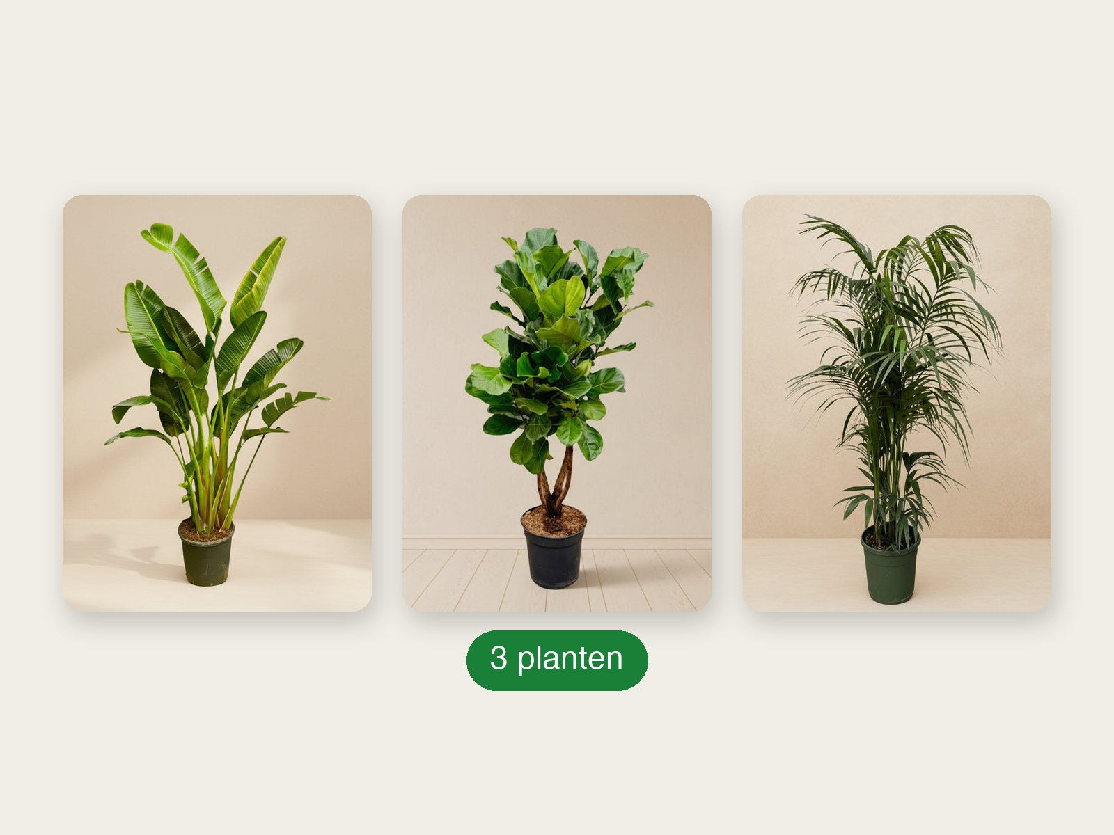 Urban Jungle XXL pakket - inhoud