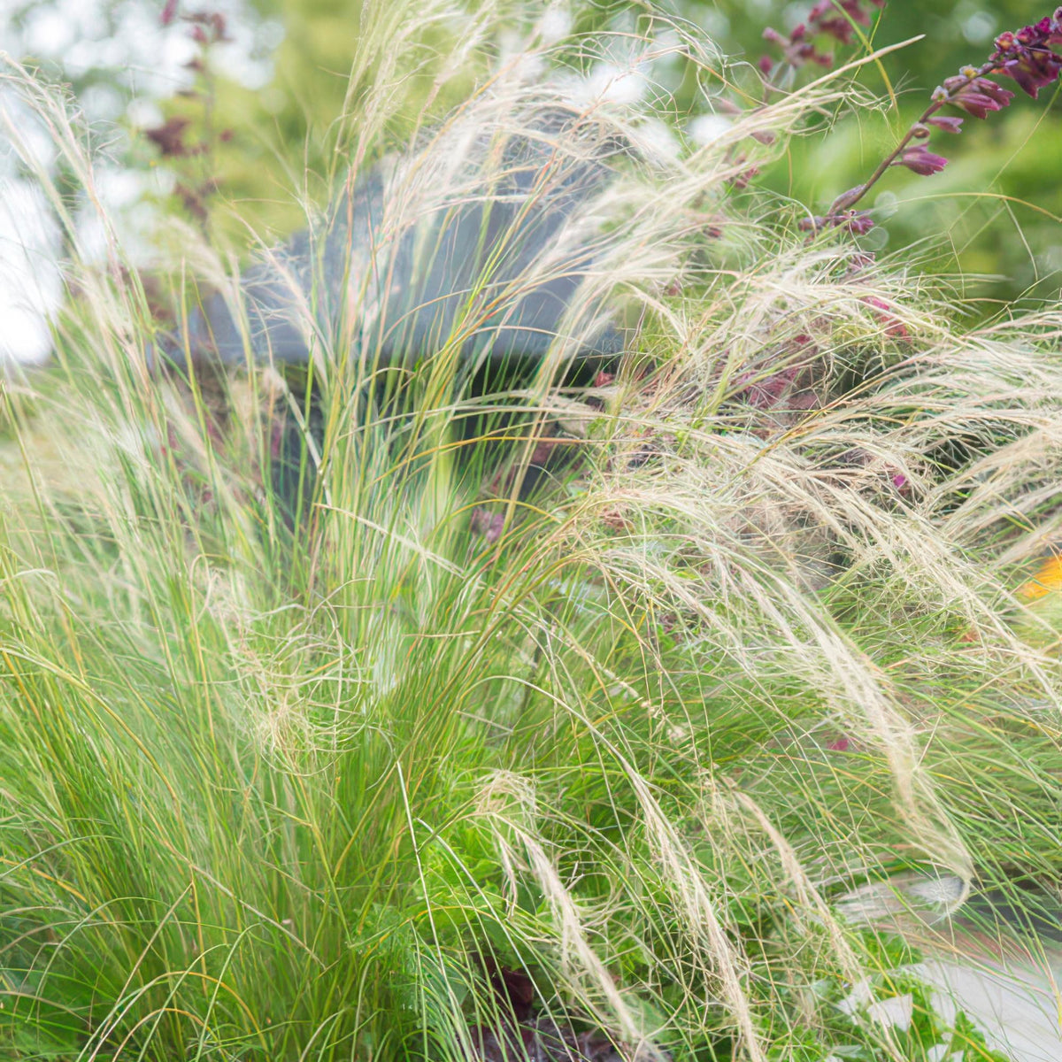 Federgras 'Ponytails' im Garten