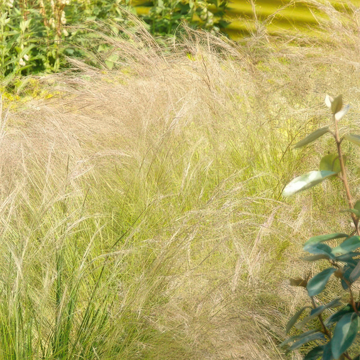 Vedergras 'Ponytails' in de tuin