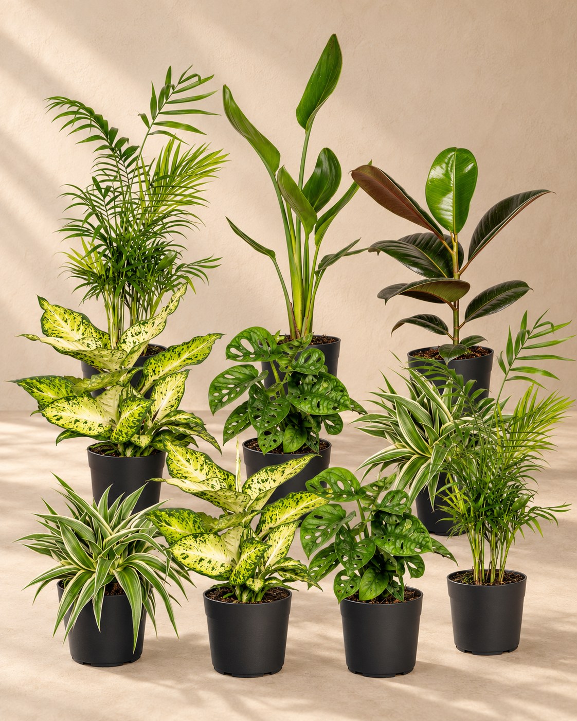 Verrassingsbox kamerplanten (10 planten, pot ø12 cm)