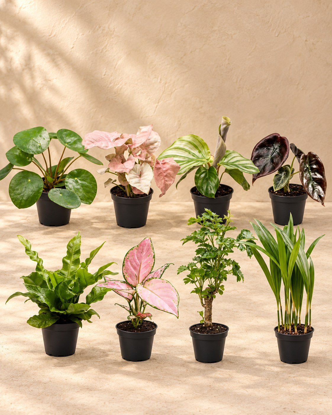 Verrassingsbox babyplantjes (8 planten, pot ø6 cm)
