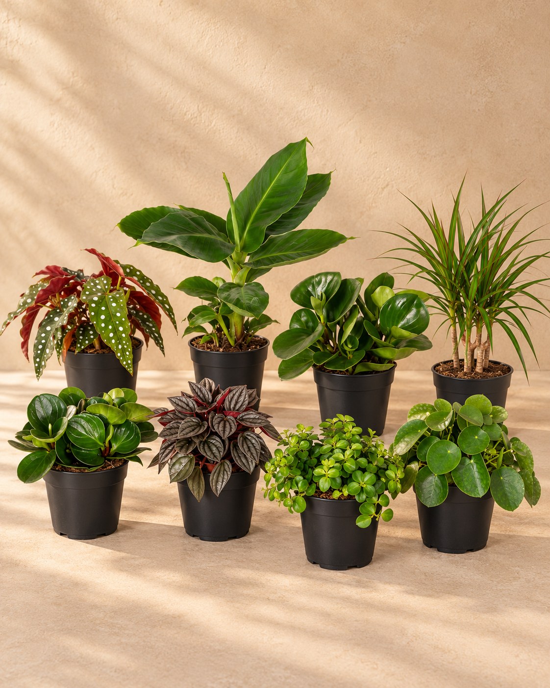 Verrassingsbox kamerplanten (8 planten, pot ø12 cm)