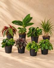 Verrassingsbox kamerplanten (8 planten, pot ø12 cm)