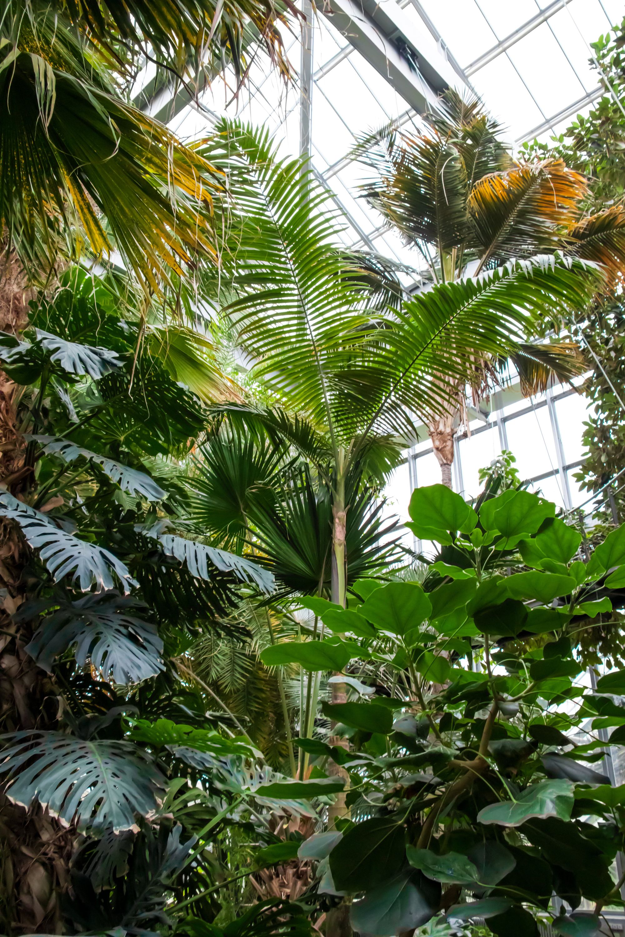 XXLplant