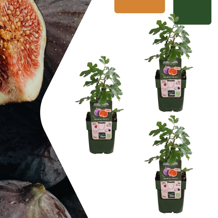 Figuier bio (Ficus carica)