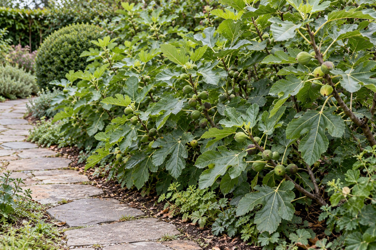 Figuier bio planté au jardin