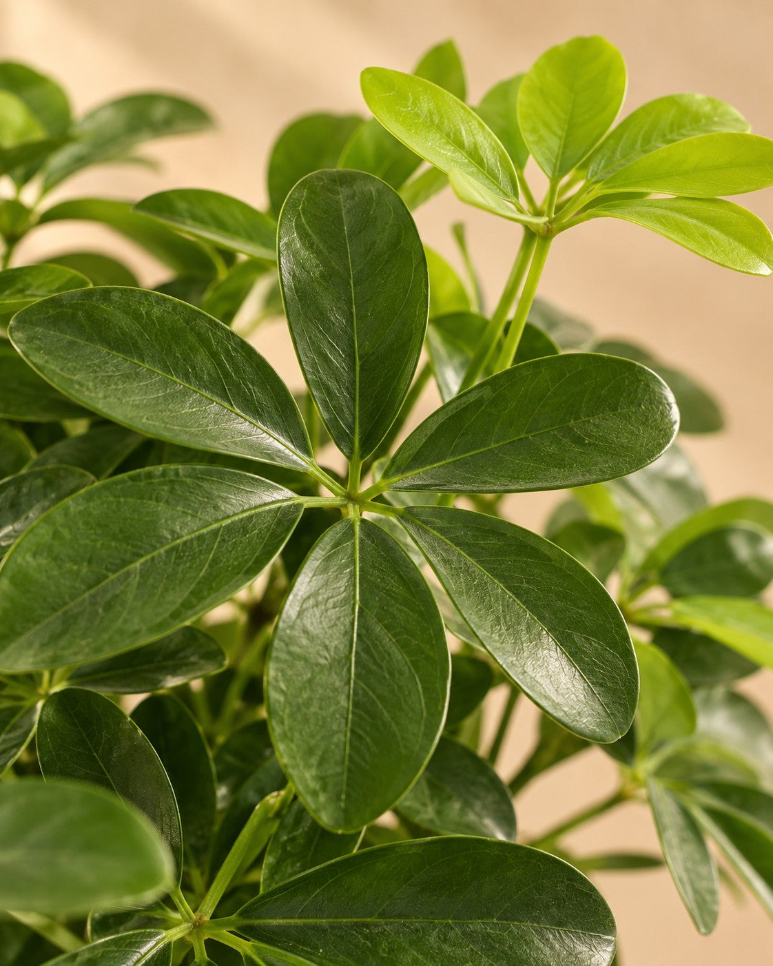Zbliżenie liści Szeflera (Schefflera sp.)