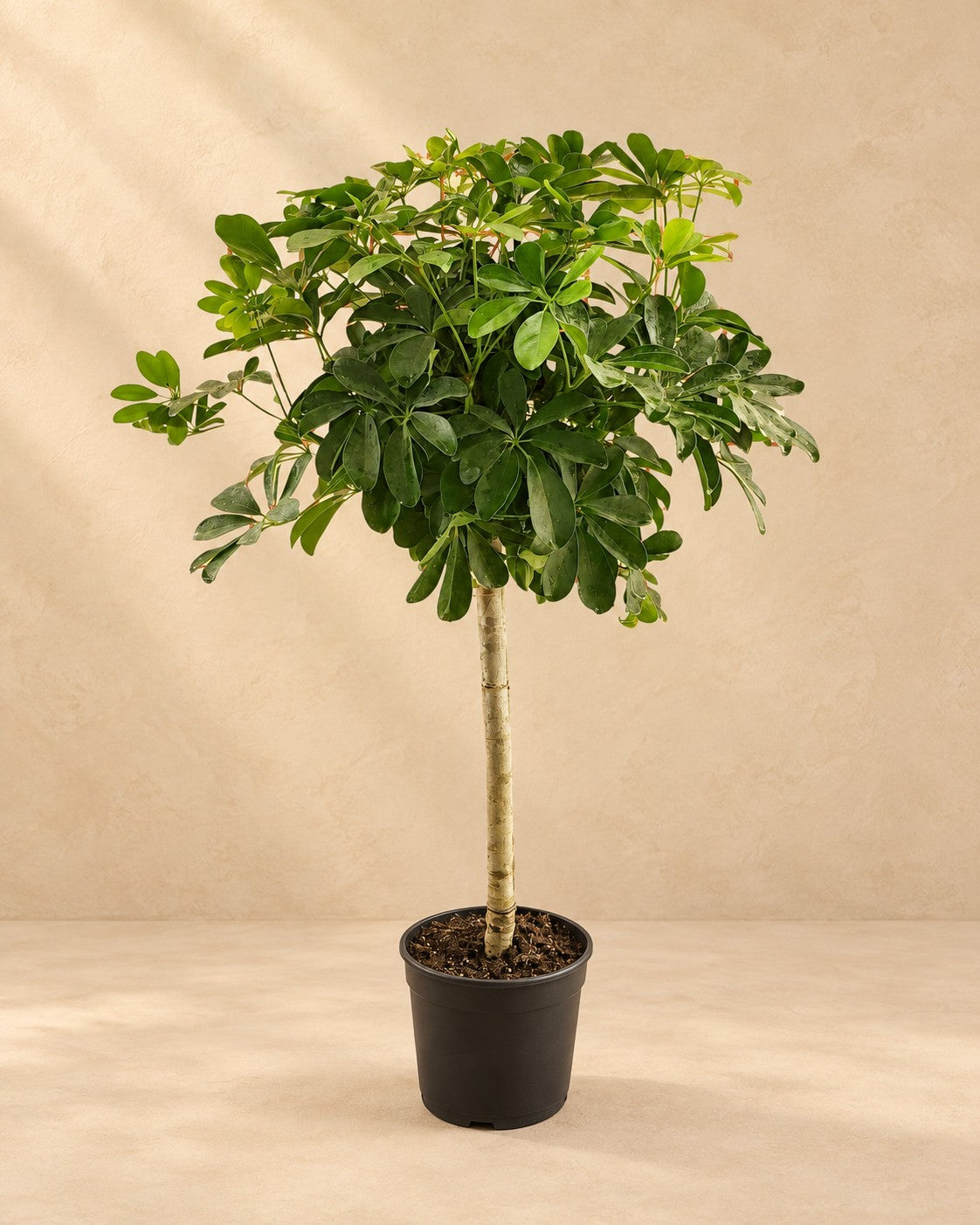 Szeflera (Schefflera sp.), wysokość 130 cm, w doniczce uprawowej 23 cm
