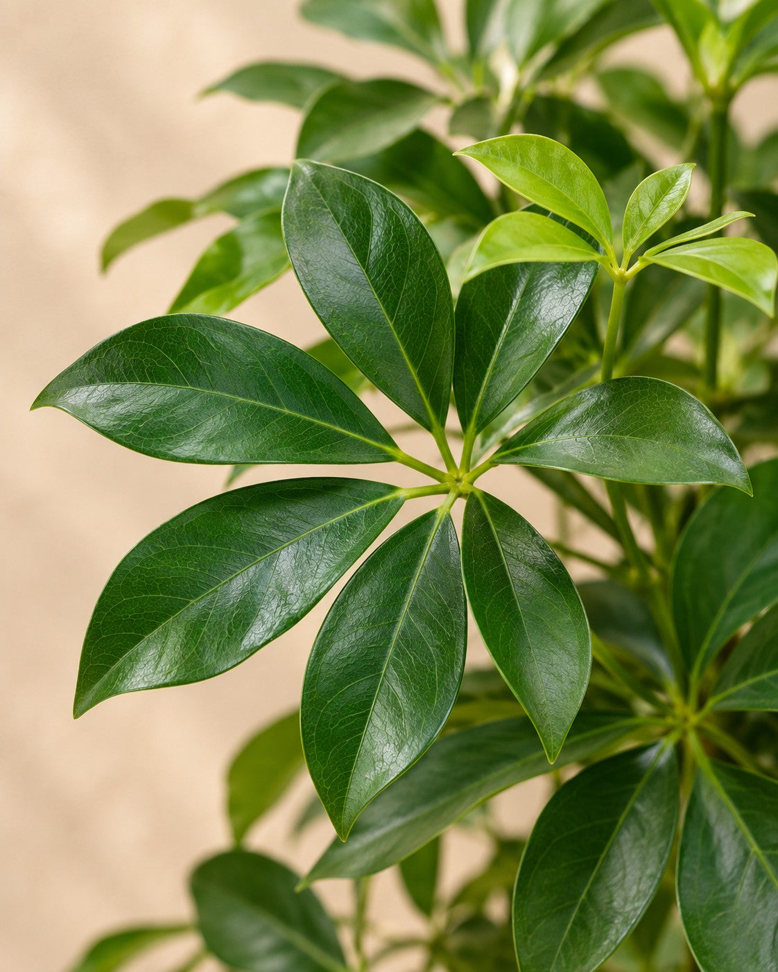Close-up van het blad van de Vingerplant (Schefflera sp.)
