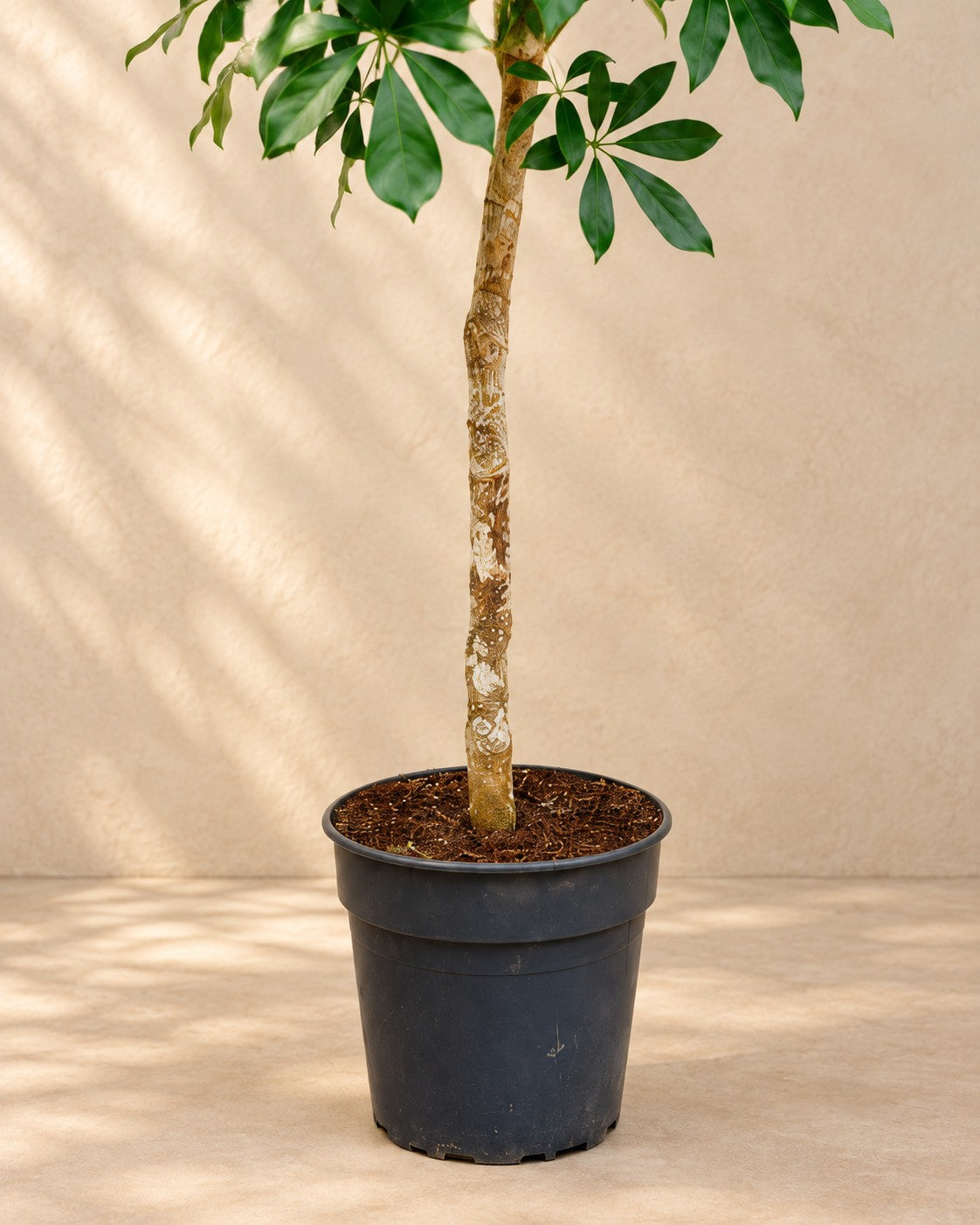 Onderste deel van de Vingerplant (Schefflera sp.) met de kweekpot