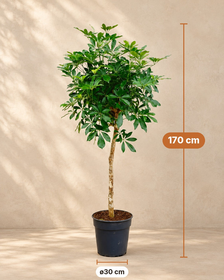 Vingerplant (Schefflera) 170 cm hoog, pot ø30 cm