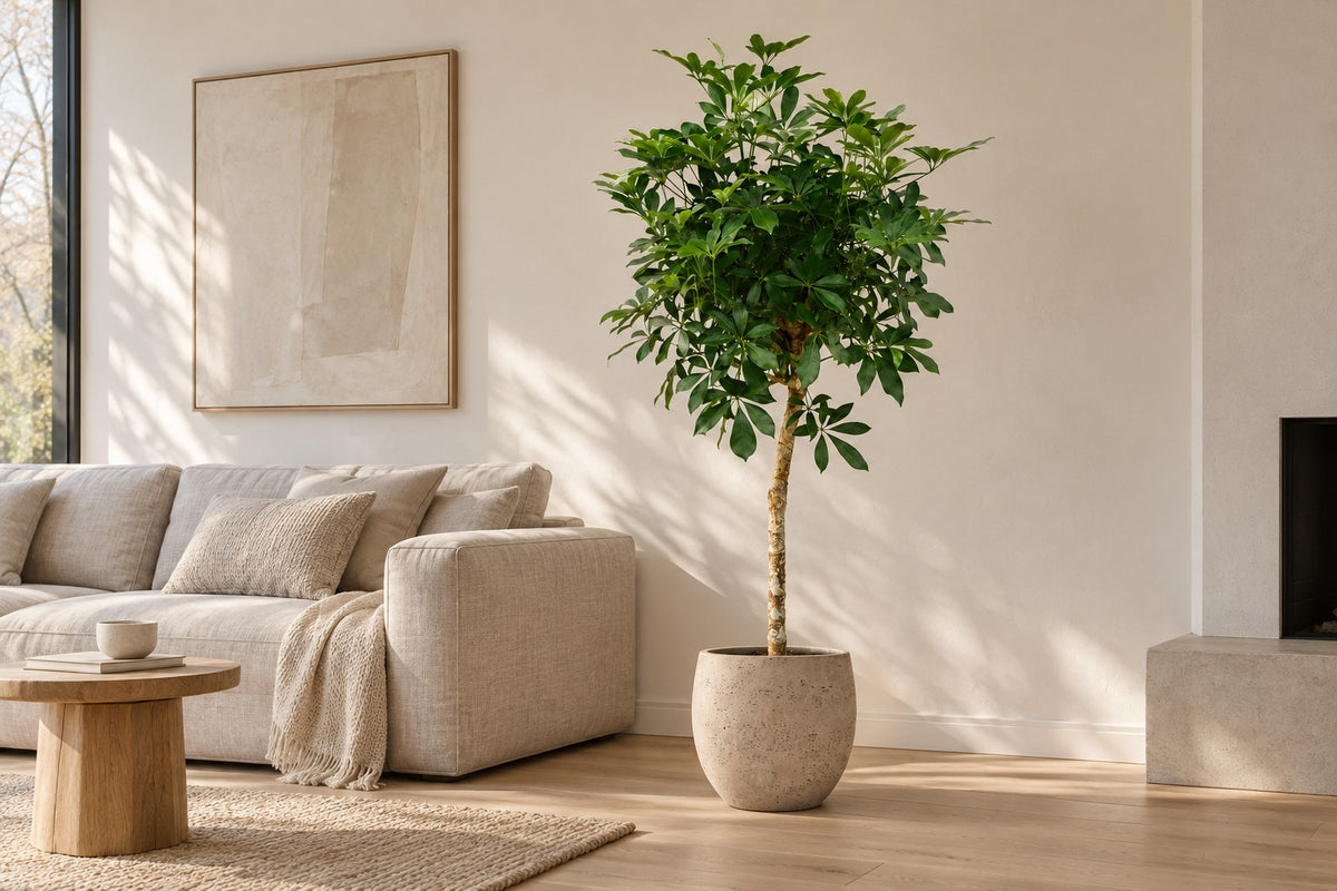 Szeflera, 170 cm, w osłonka Orb Grey Washed w jasnym salonie
