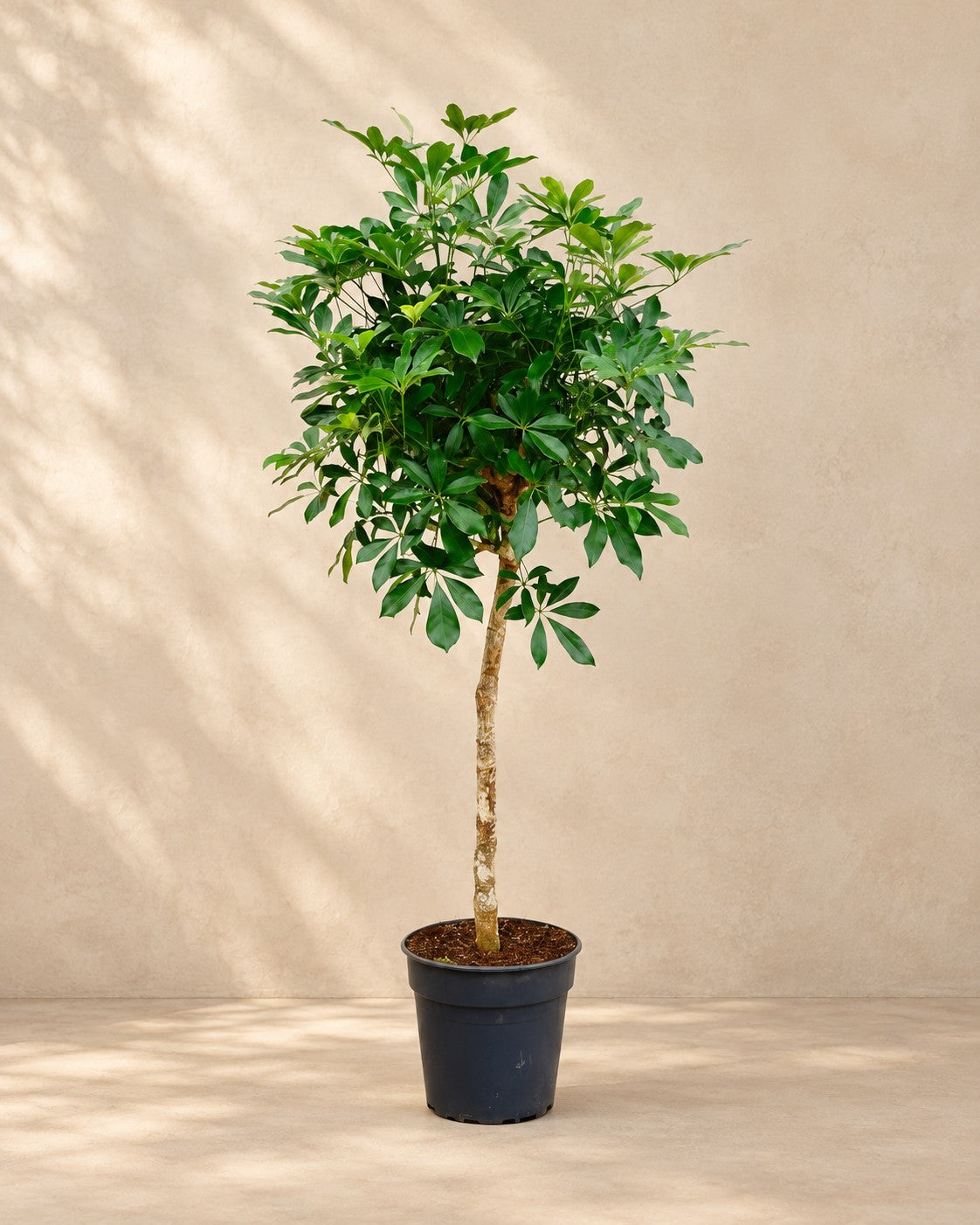 Vingerplant (Schefflera sp.) van 170 cm hoog in kweekpot van 30 cm